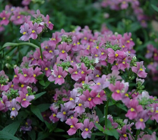 aromatica rose pink nemesia