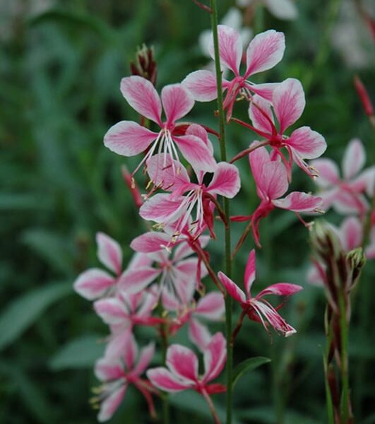 Perennials | Calloway's Nursery