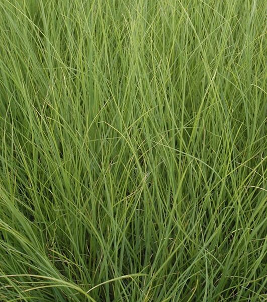 ivory feathers pampas grass