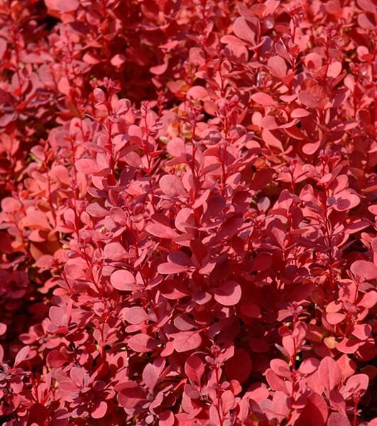 orange rocket Japanese barberry