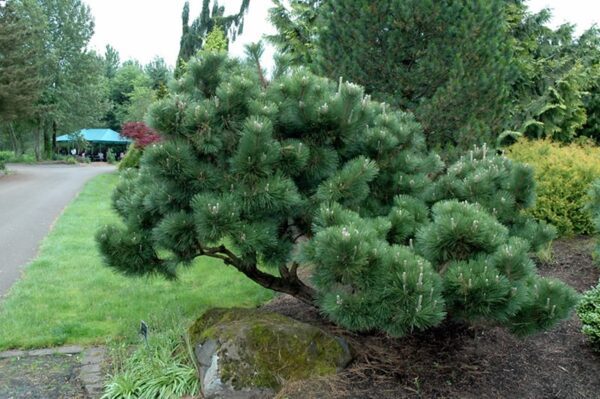 thunderhead Japanese black pine