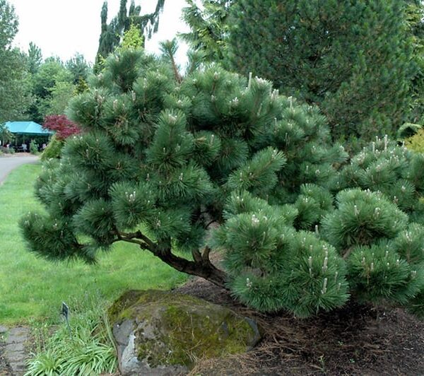 thunderhead Japanese black pine