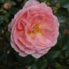 apricot drift rose