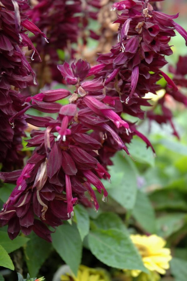 Ablazin' Purple Sage