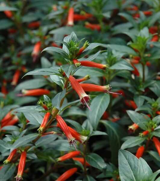 Vermillionaire Large Firecracker Plant