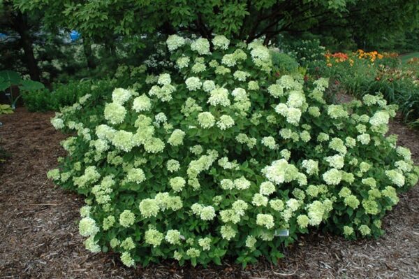 little lime hydrangea