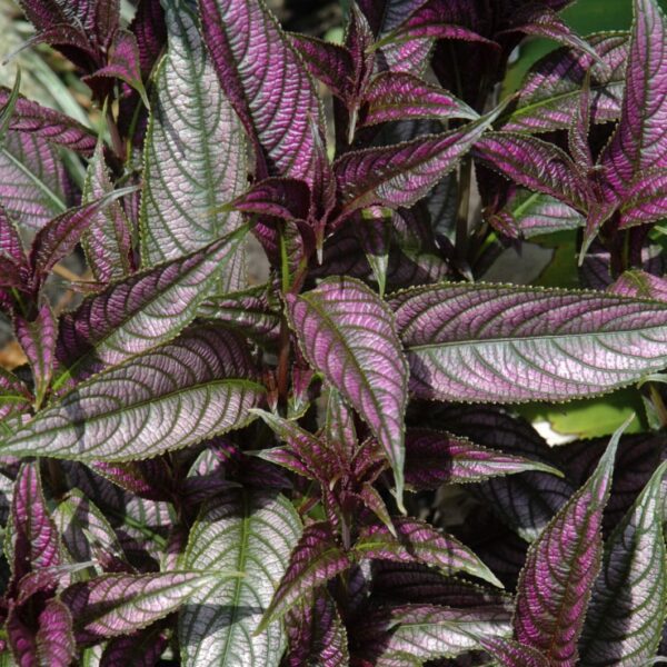 Persian Shield