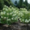 limelight hydrangea