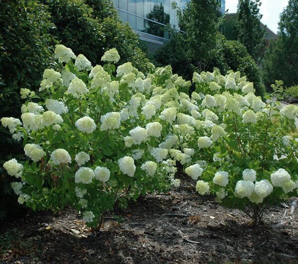 Limelight Hydrangea