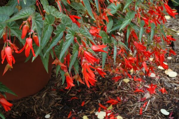 Santa Cruz begonia