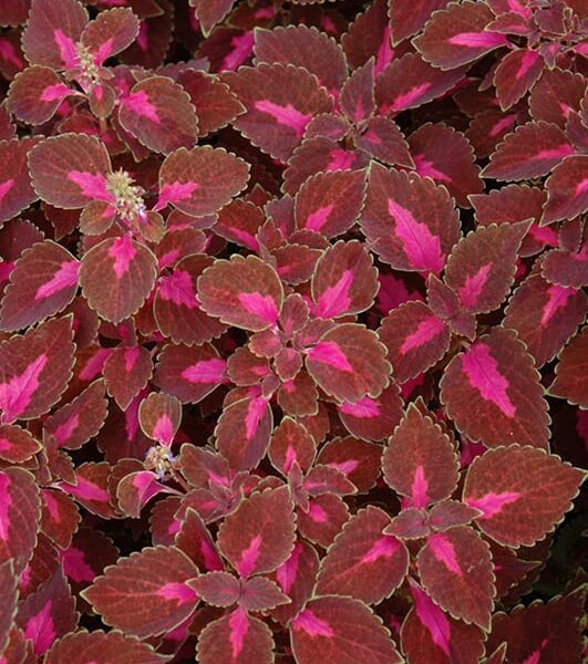 ColorBlaze Velveteen Coleus