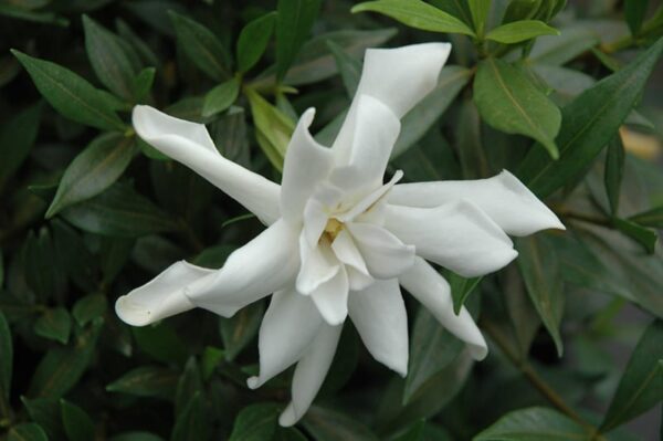 Frost Proof Hardy Gardenia