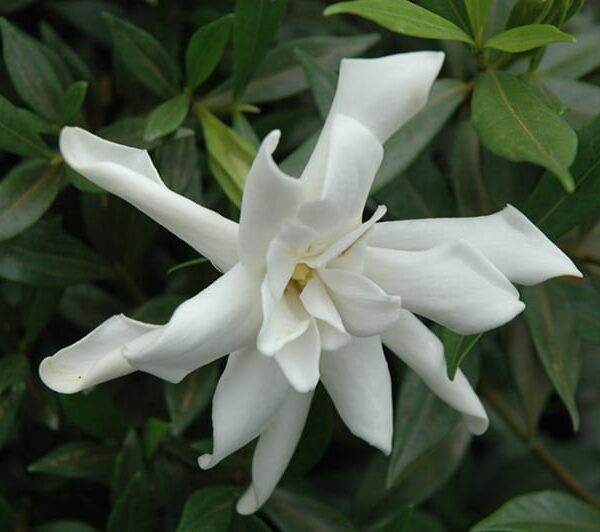 Frost Proof Hardy Gardenia