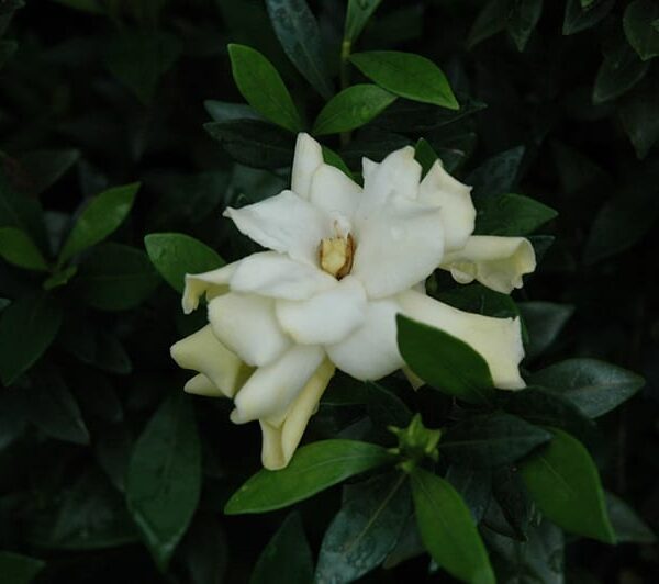 Radicans Miniature Gardenia