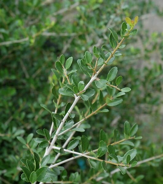 Pride Of Houston Yaupon Holly