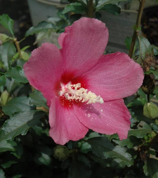 Lil' Kim Red Rose of Sharon