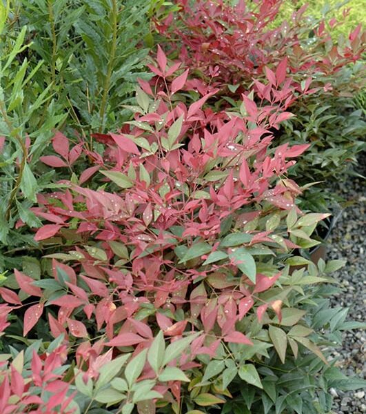 obsession nandina