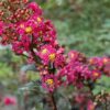 plum magic crapemyrtle