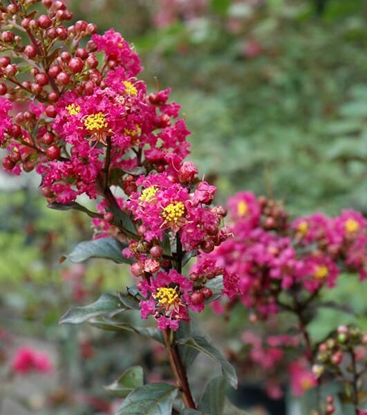 Plum Magic Crapemyrtle