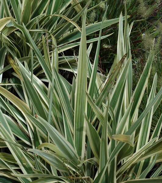 variegated flax lily