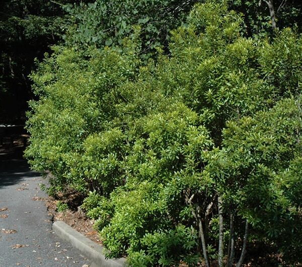 southern wax myrtle