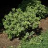 variegated mock orange