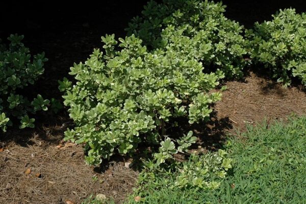 variegated mock orange