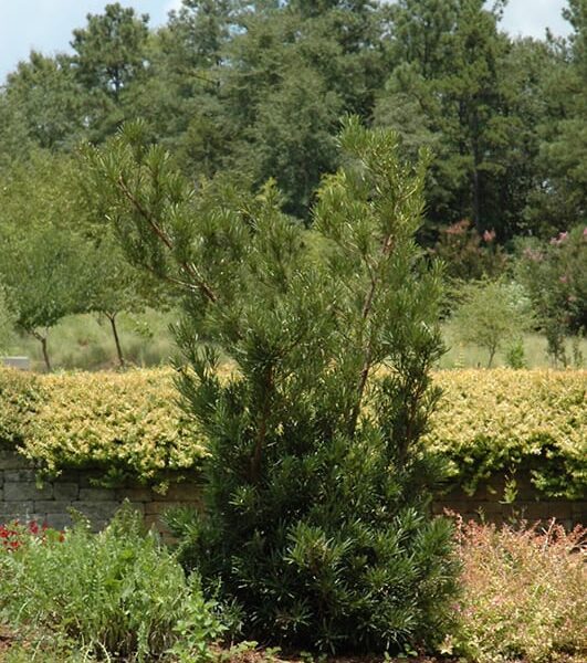 shrubby podocarpus