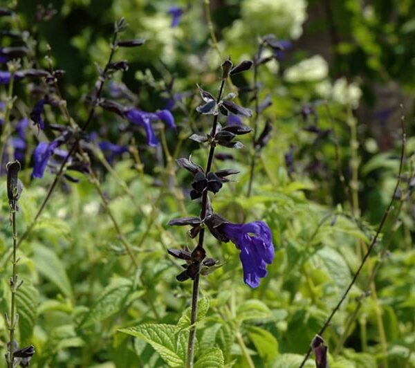 Black And Blue Anise Sage