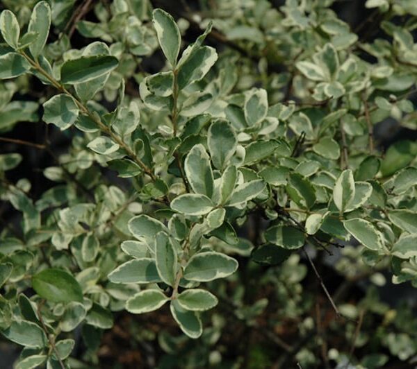 variegated privet