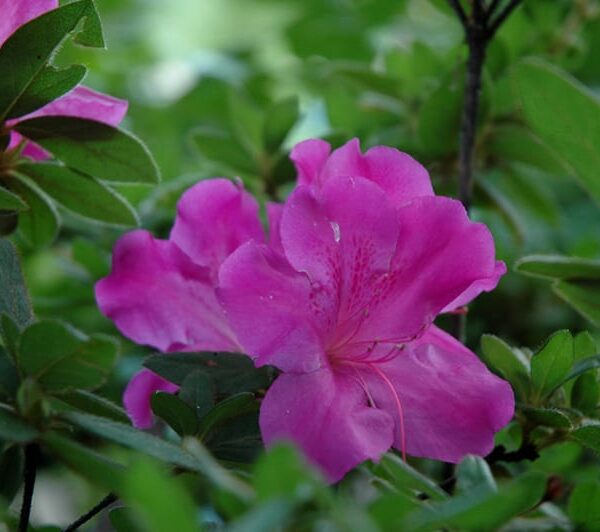 Encore® Azalea Autumn Royalty™