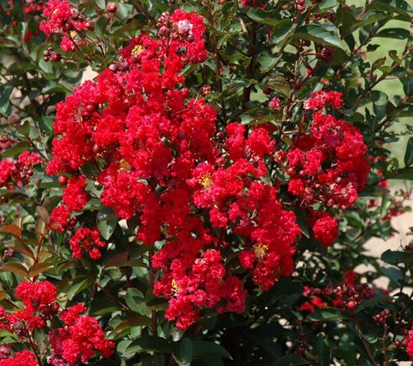 Dynamite Crapemyrtle