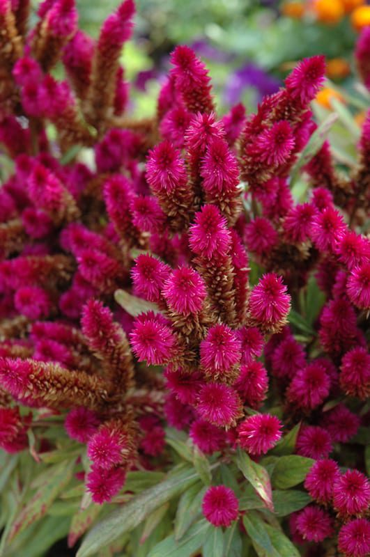 Intenz Dark Purple Celosia | Calloway's Nursery