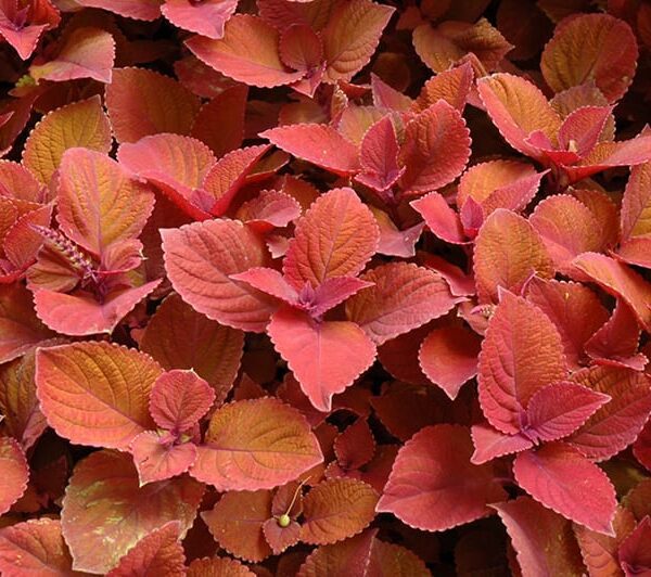 Campfire Coleus