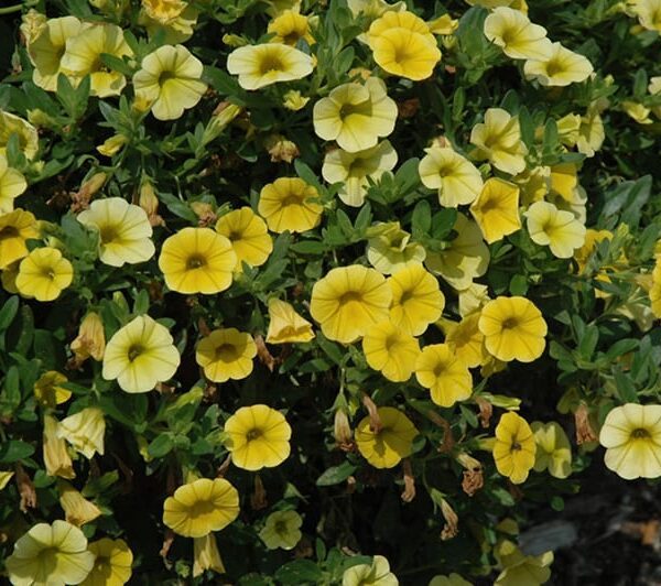 kabloom yellow calibrachoa