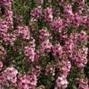 pink angelonia