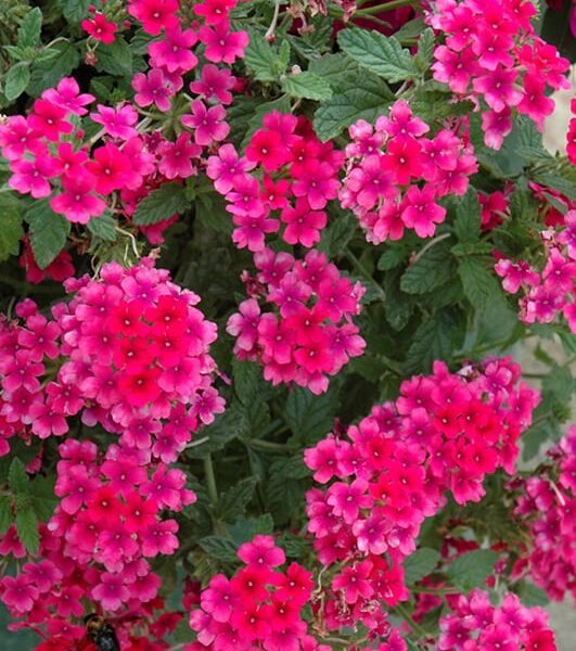 endurascape hot pink verbena