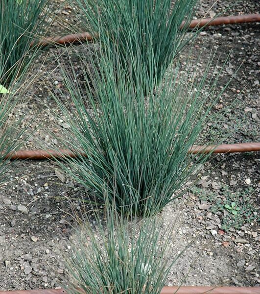 blue dart juncus