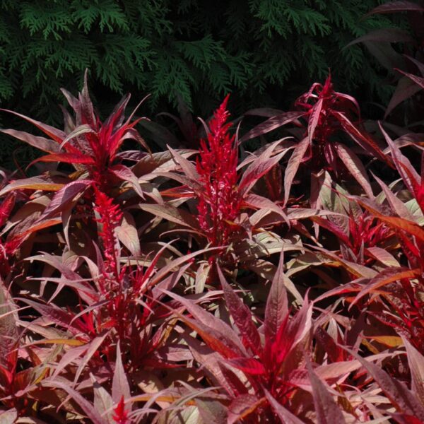 Dragon's Breath Plumed Celosia