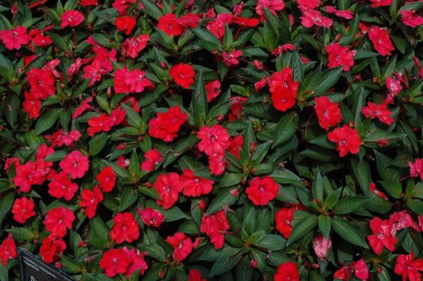 sunpatiens spreading scarlet