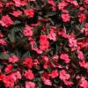 sunpatiens compact deep rose New Guinea impatiens