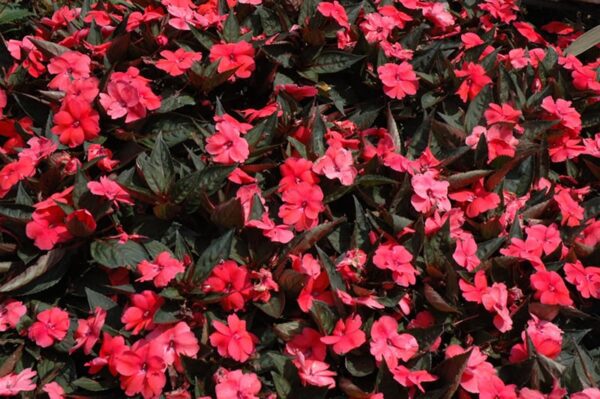 sunpatiens compact deep rose New Guinea impatiens