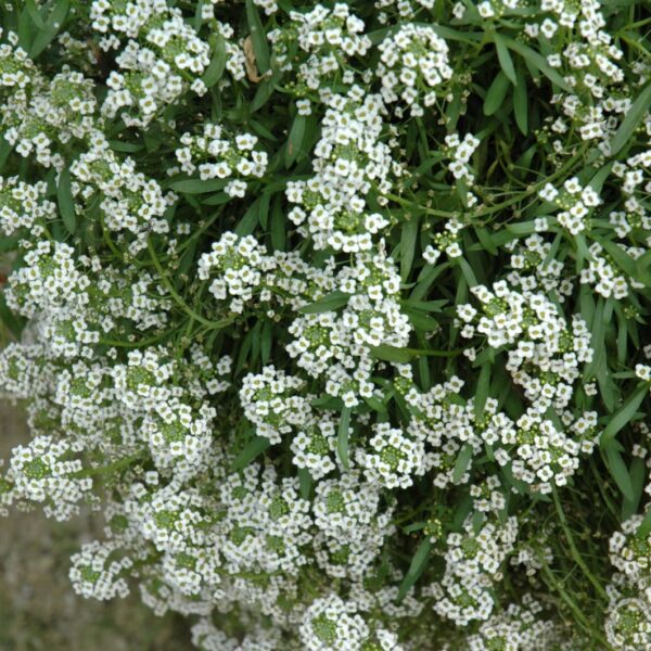 Silver Stream Sweet Alyssum