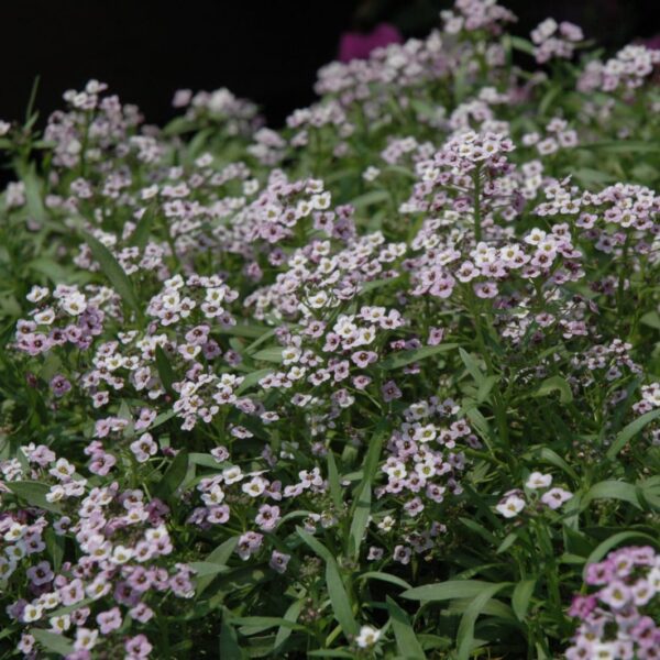 Lavender Stream Sweet Alyssum