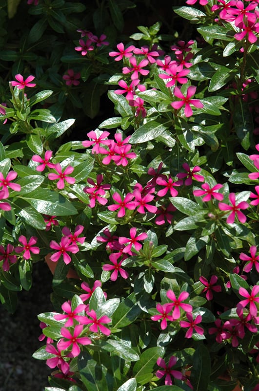 Soiree Kawaii Lavender Vinca | Calloway's Nursery