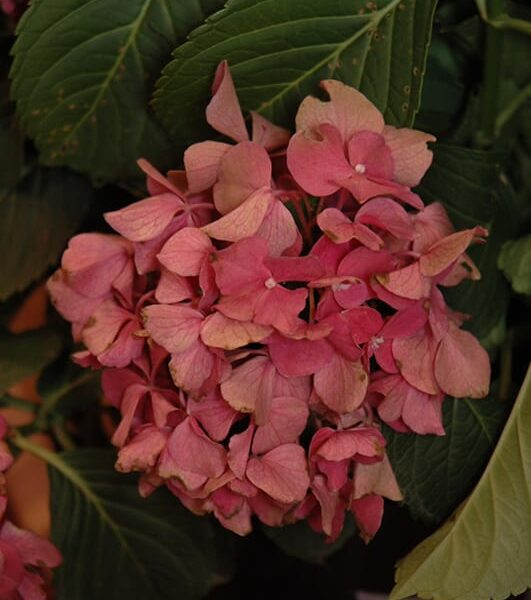 fuchsia glow hydrangea