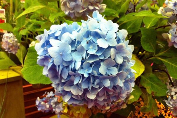 Blue Enchantress Hydrangea | Calloway's Nursery