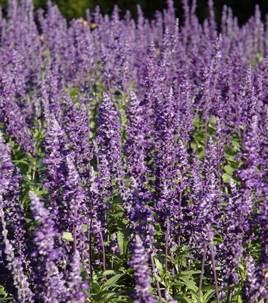 Victoria Blue Salvia