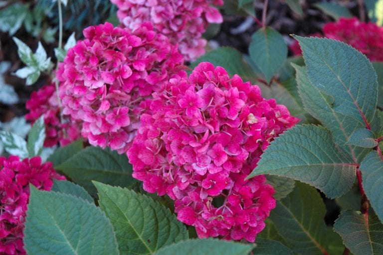 BloomStruck® Hydrangea | Calloway's Nursery