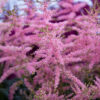 Astilbe